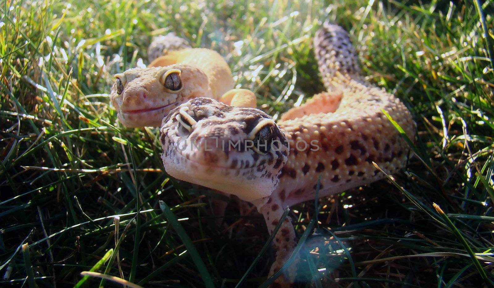 leopard geckos by amandaols