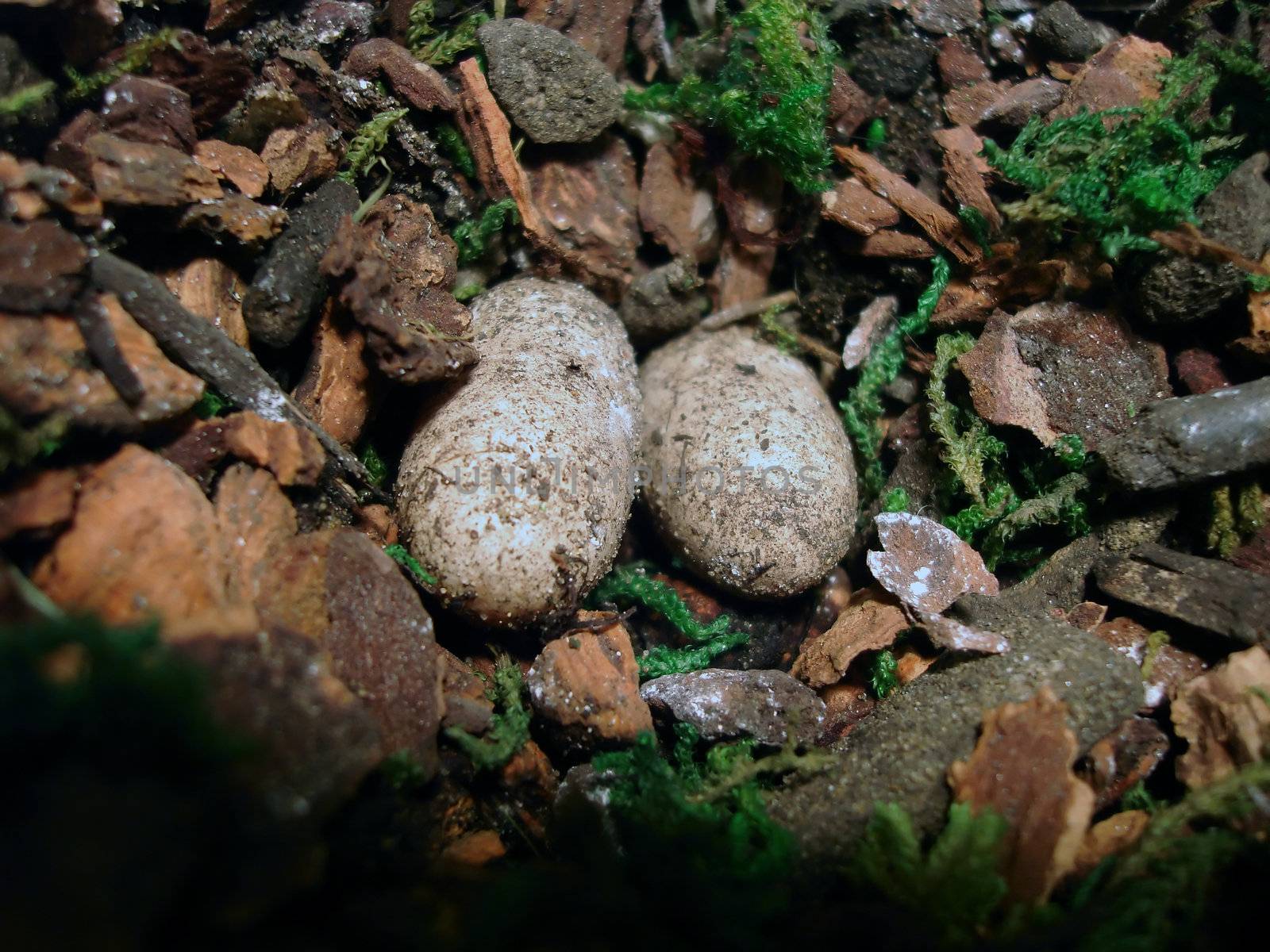 2 leopard gecko eggs