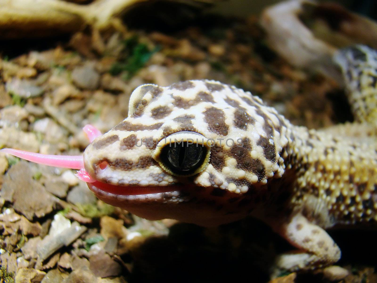 leopard gecko by amandaols