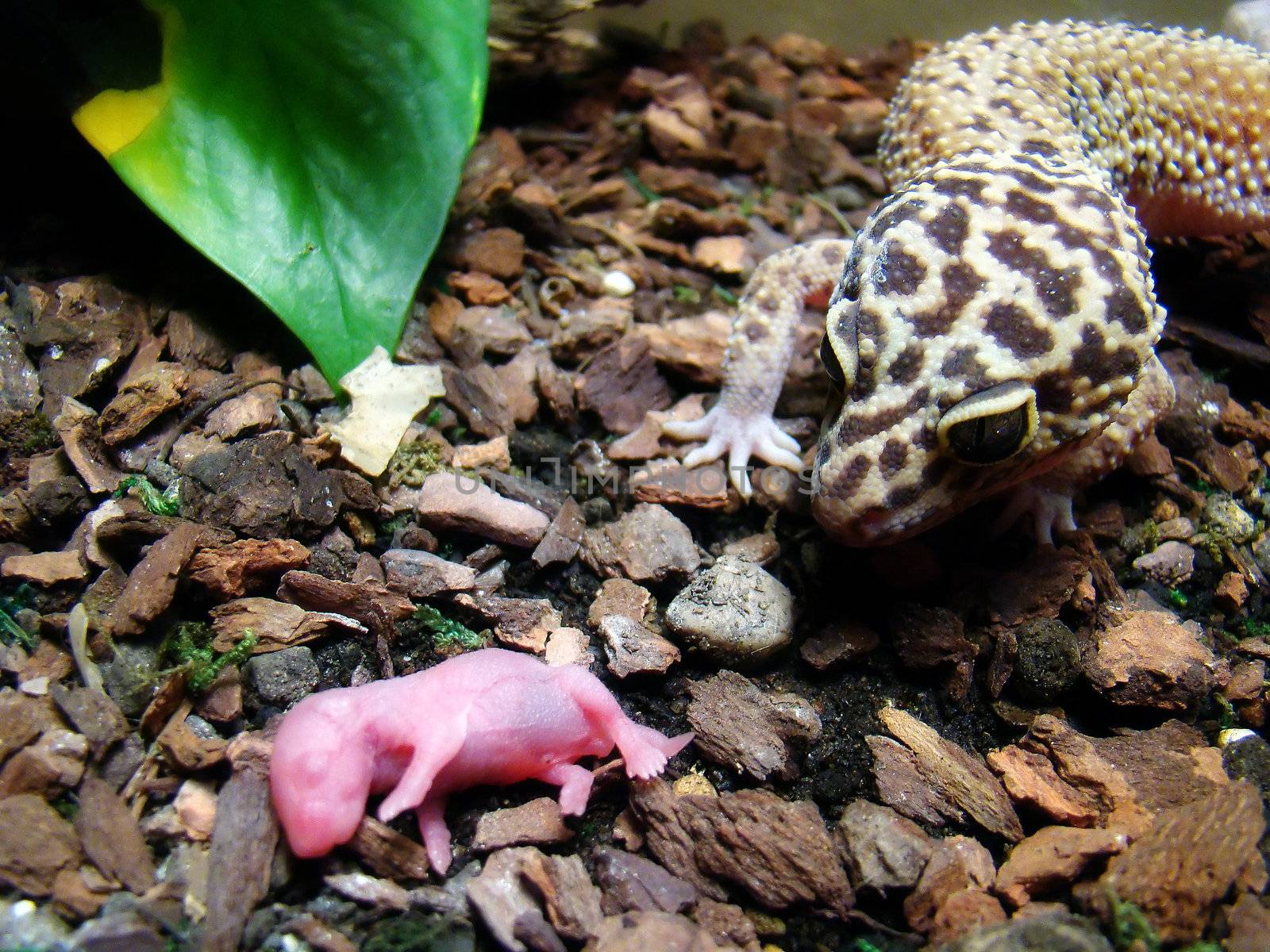 an adult female leopard gecko about to eat a baby pinky feeder mouse