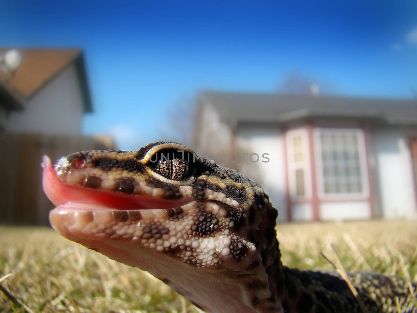 an adult male leopard gecko in the grass