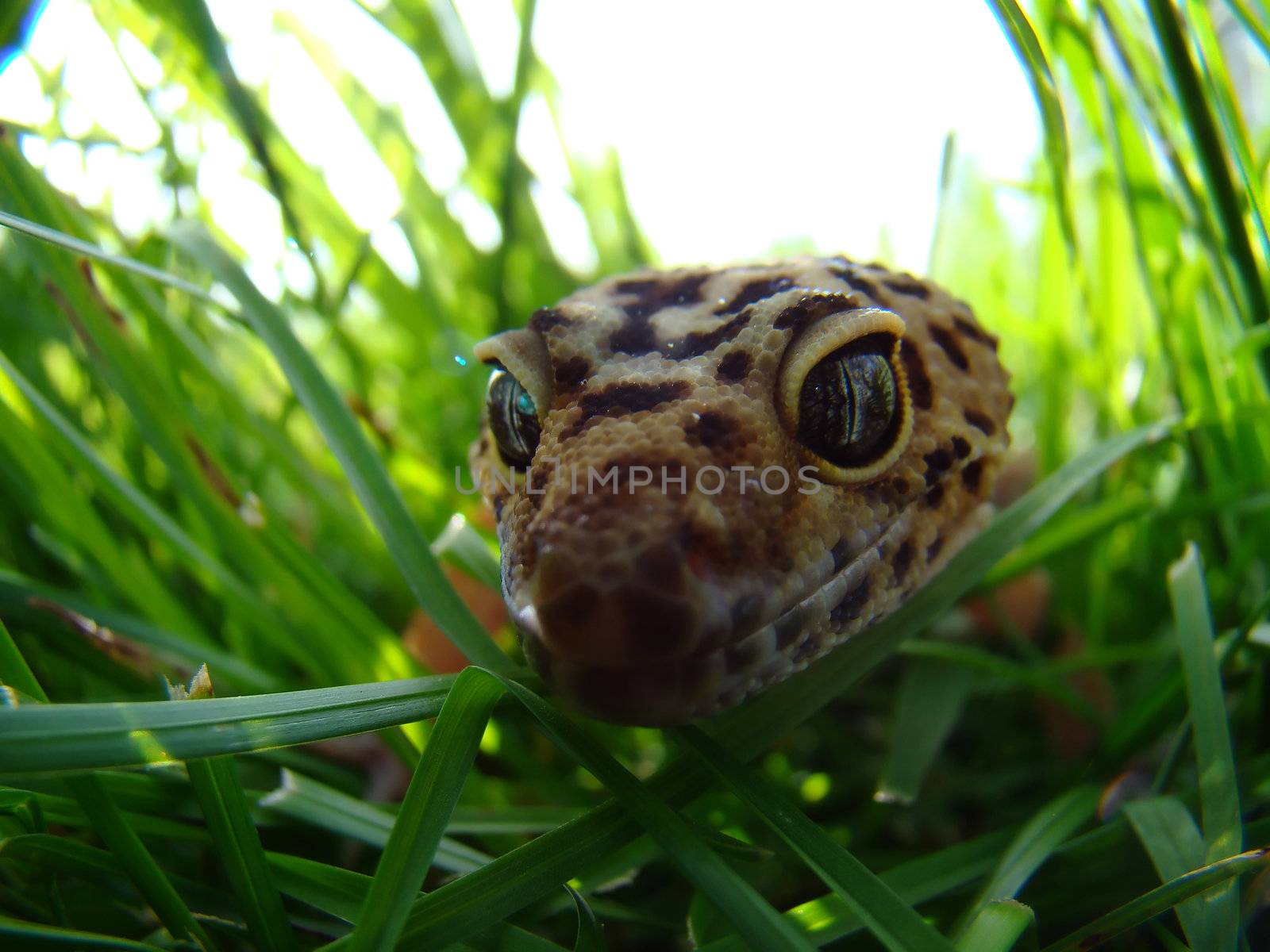 an adult female tangerine leopard gecko in the grass