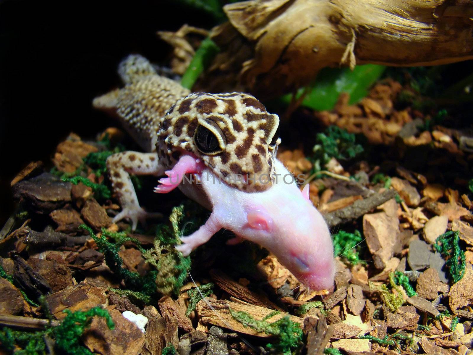 an adult female leopard gecko eating a pinky feeder mouse