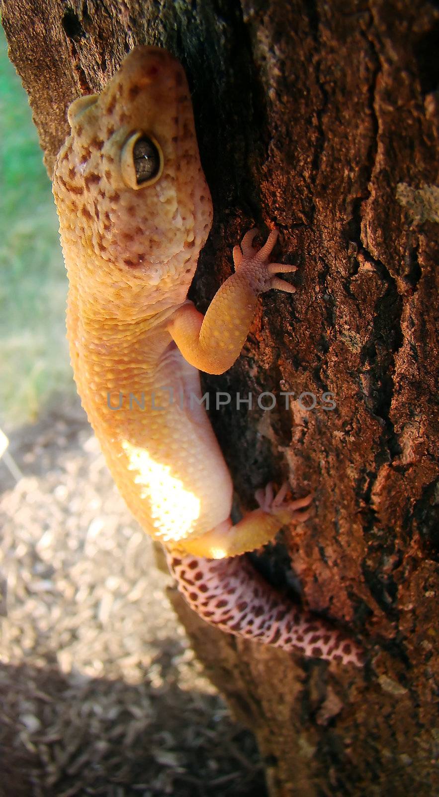 an adult male tangerine leopard gecko climbing a tree