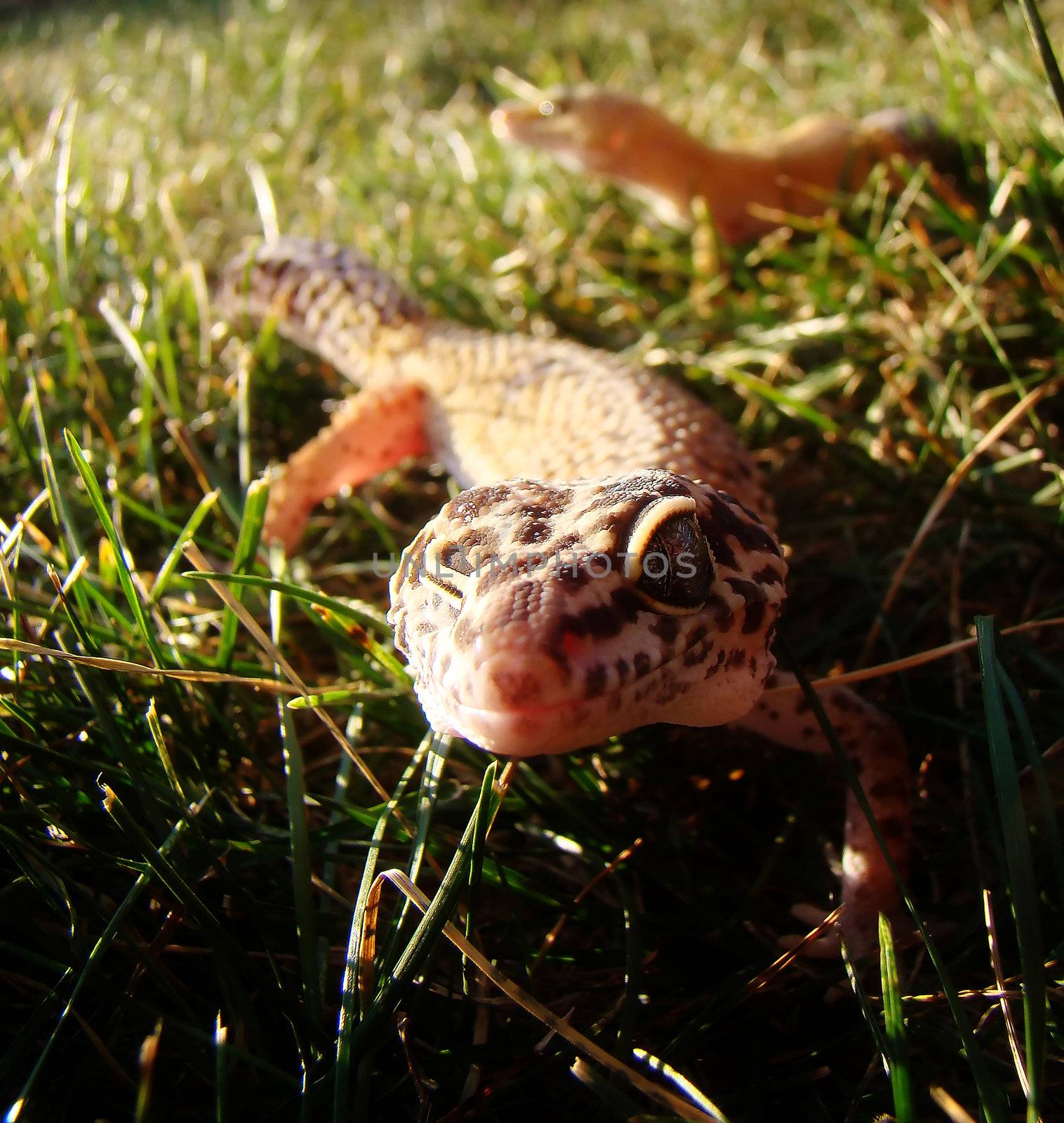 an adult female leopard gecko and a male tangerine leopard gecko in the background