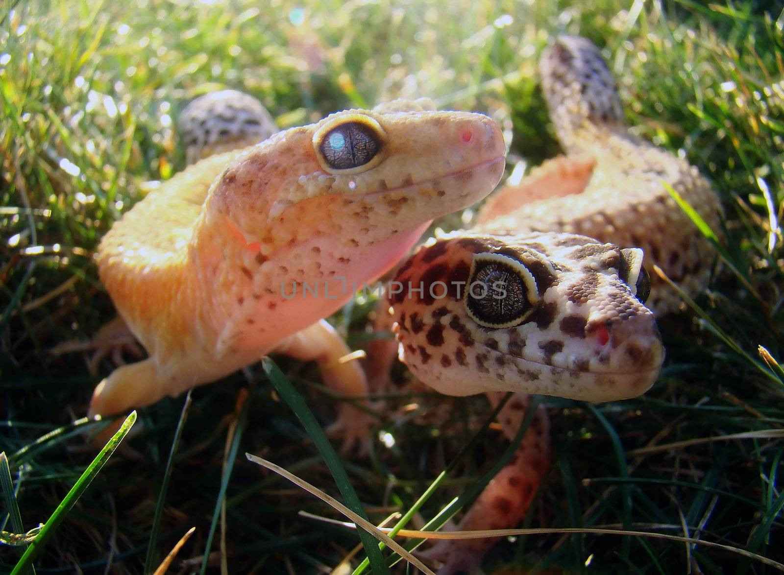 geckos by amandaols