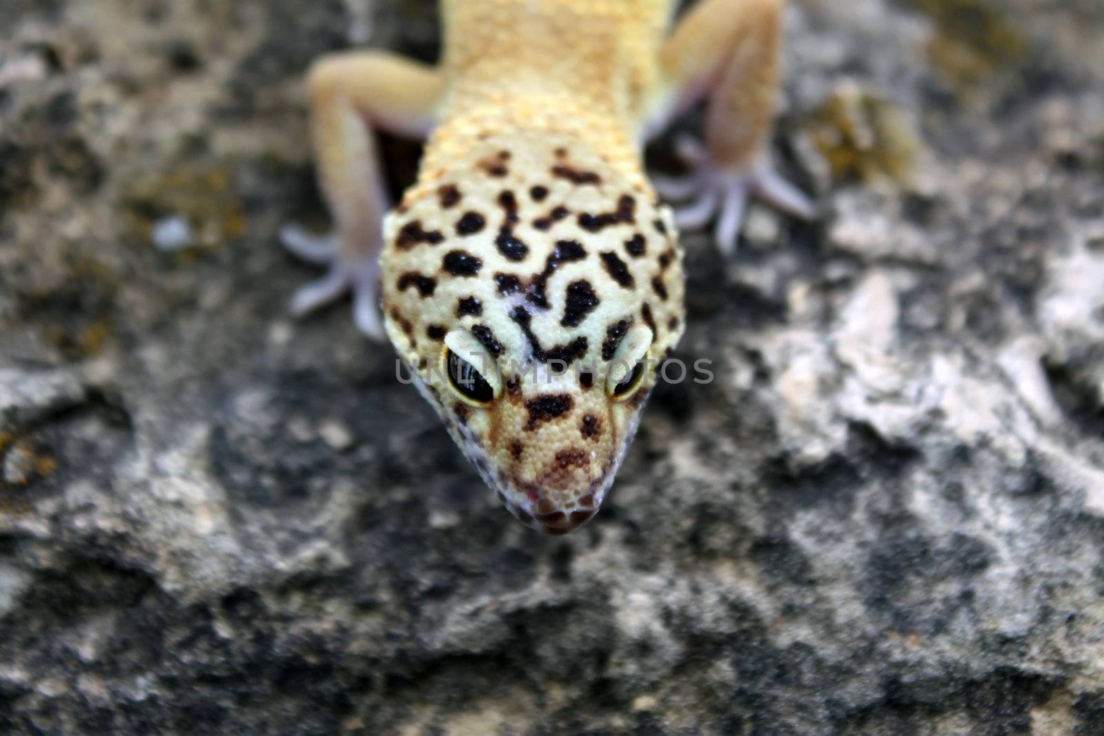 a healthy adult female tangerine leopard gecko
