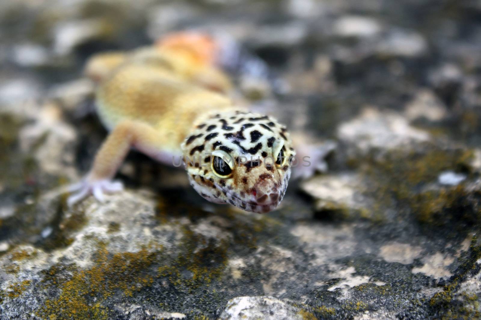a healthy adult female tangerine leopard gecko on a rock