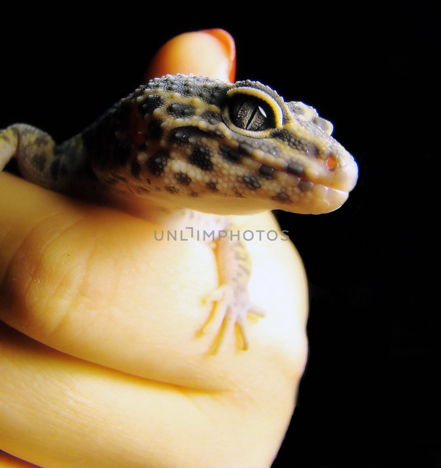 a healthy adult male leopard gecko being held