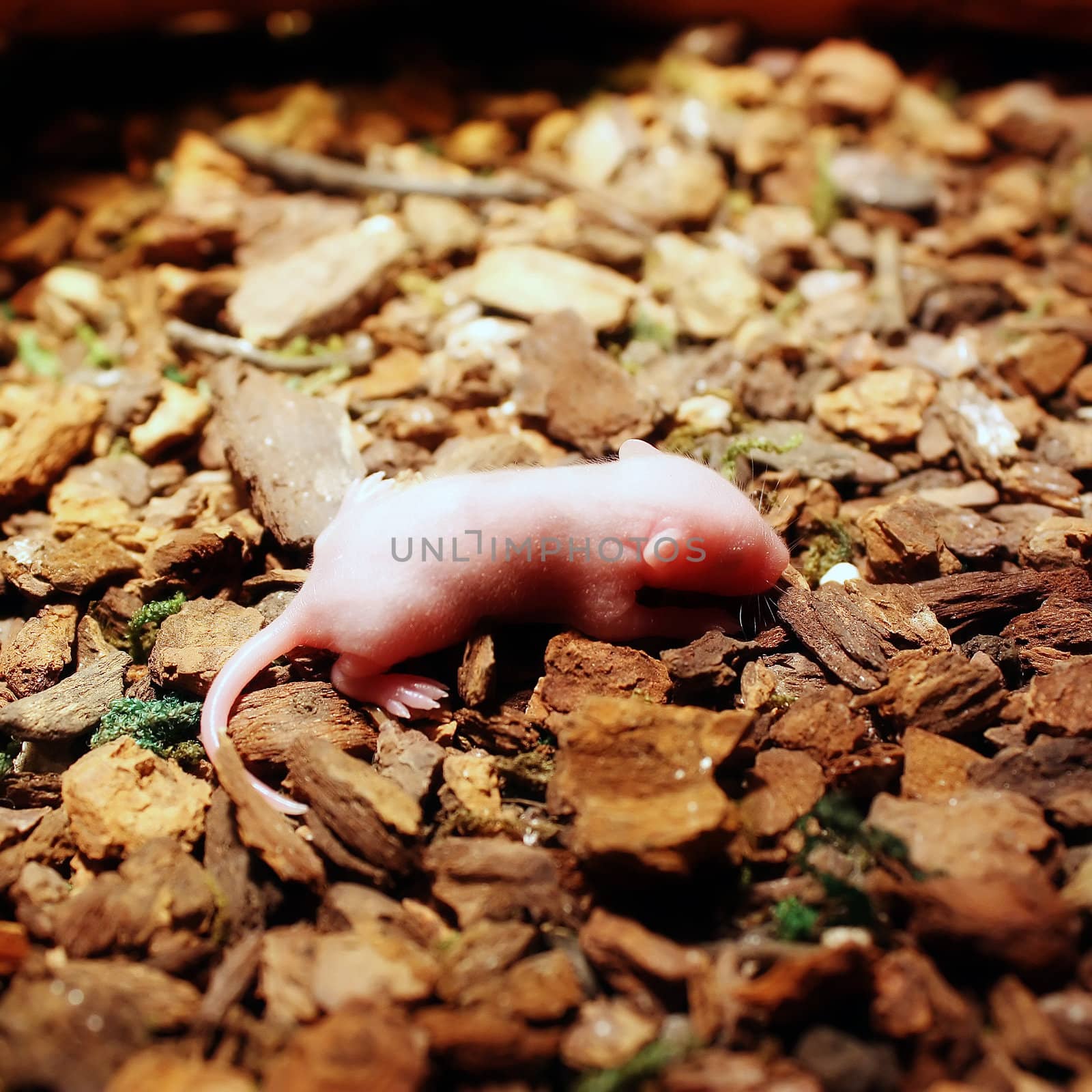 a baby pinky feeder mouse
