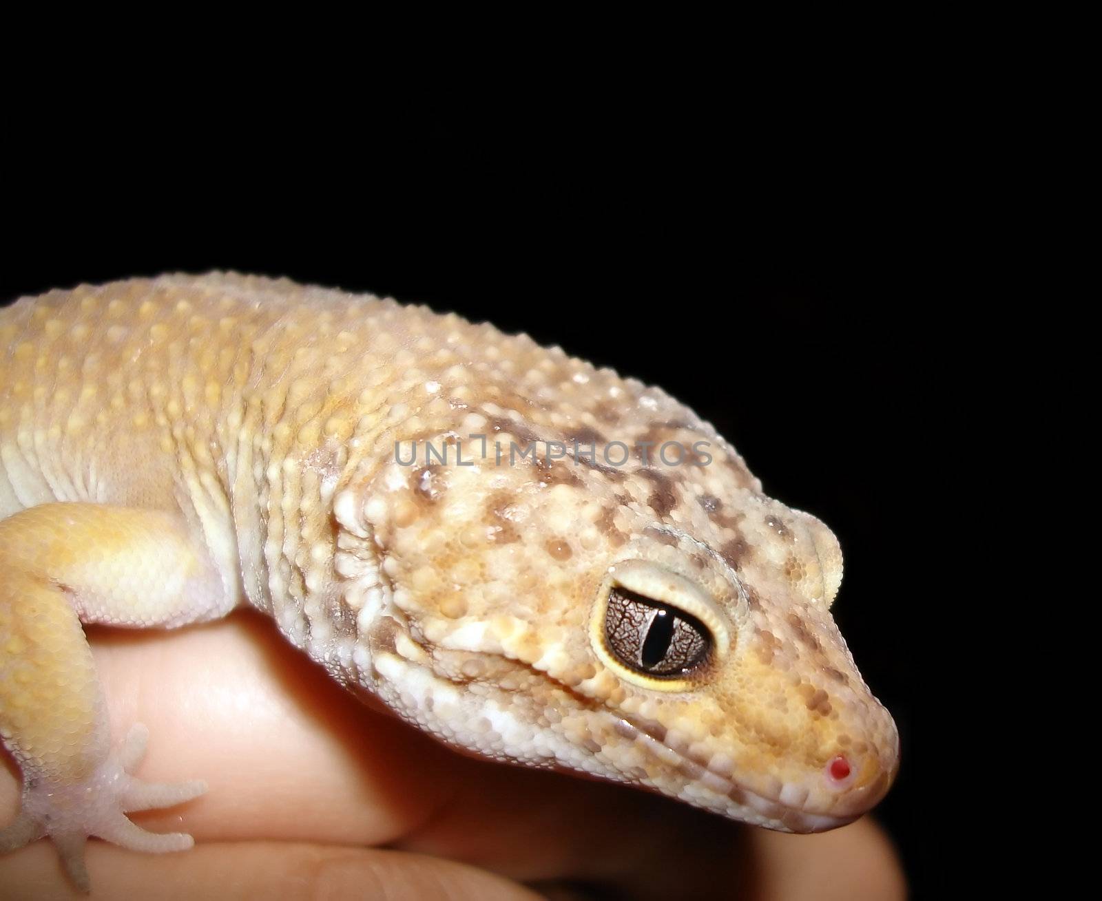 a healthy adult male tangerine leopard gecko being held