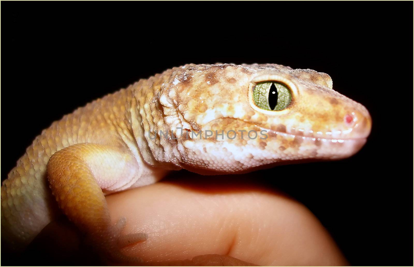 a healthy adult male tangerine leopard gecko being held