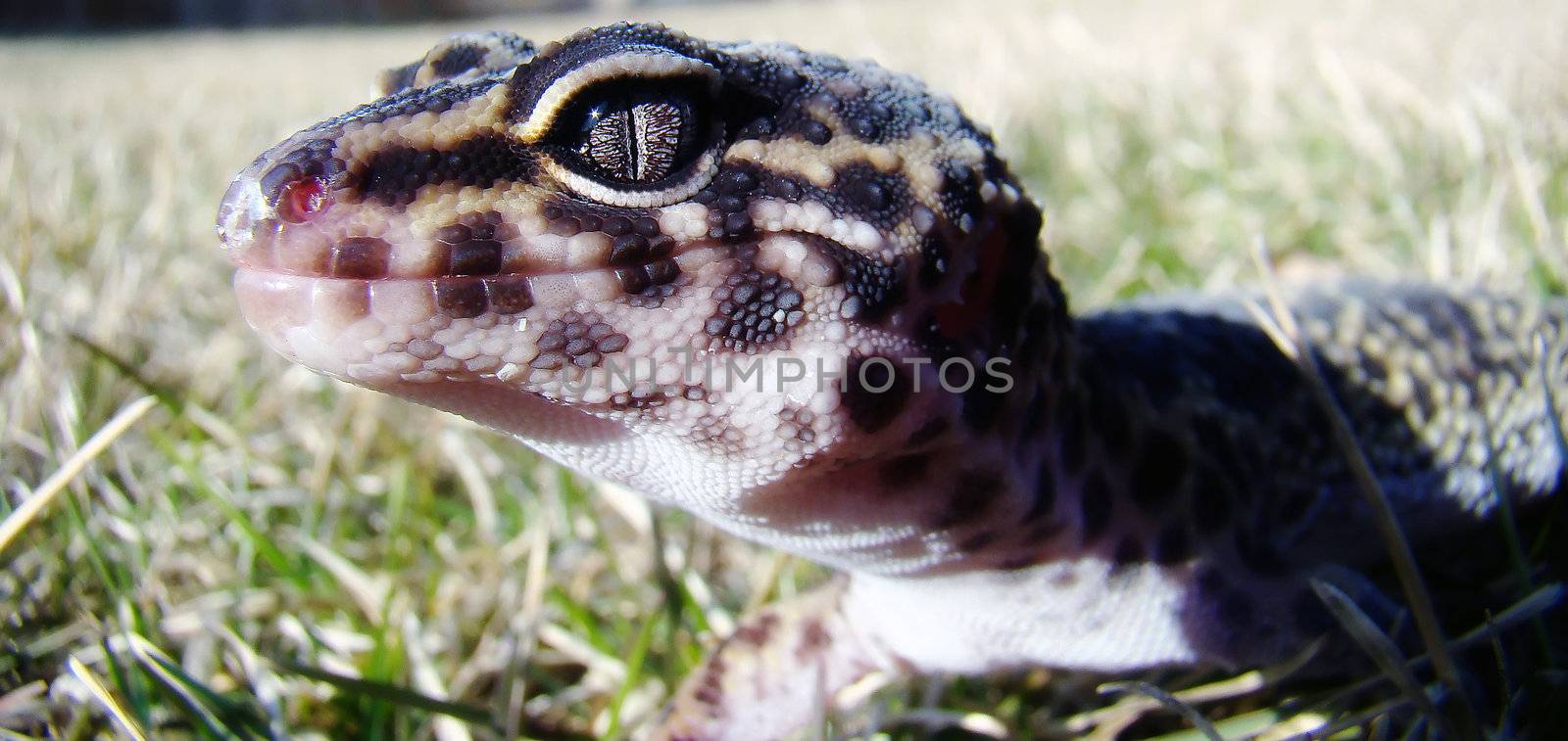 a healthy adult male leopard gecko in the grass