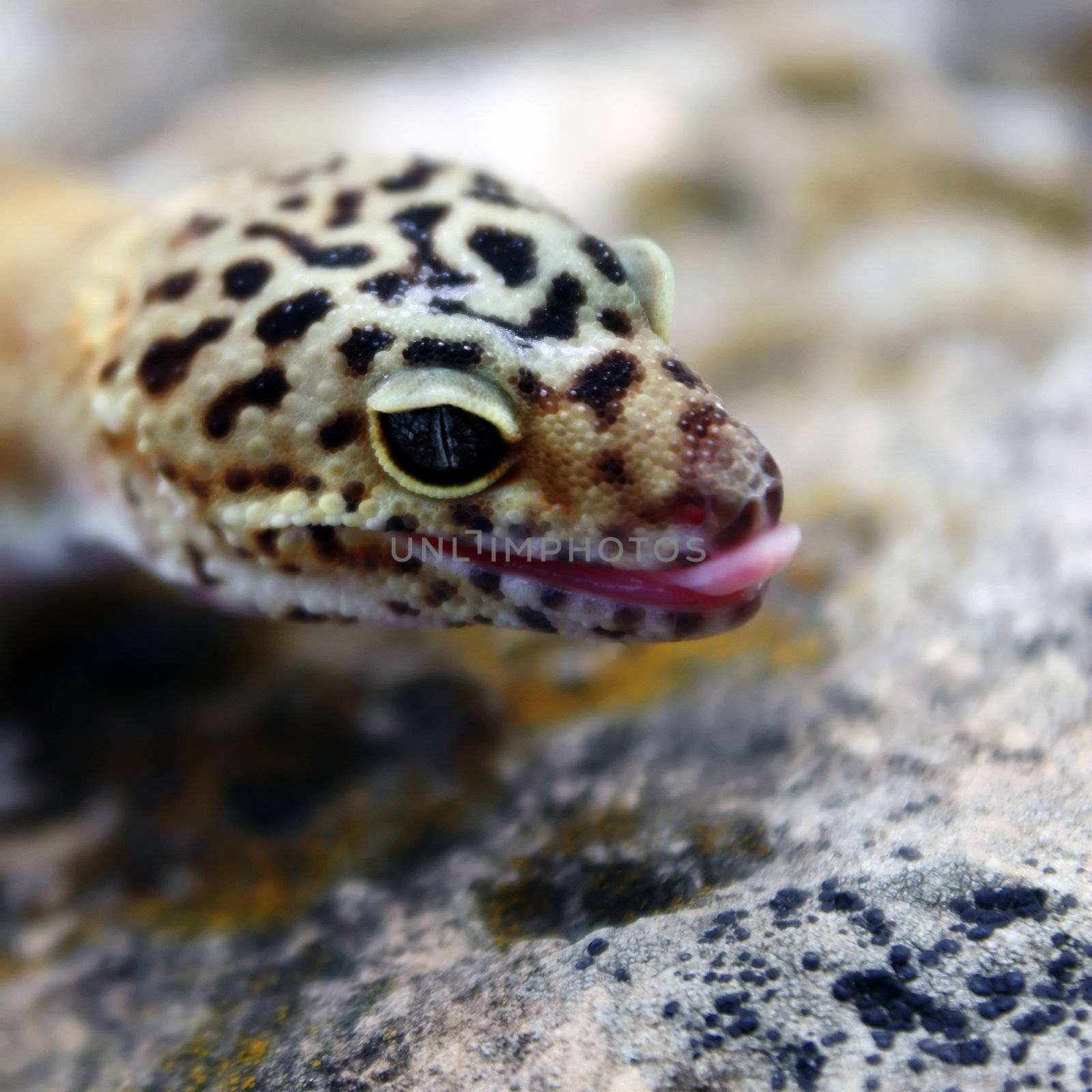 tangerine leopard gecko by amandaols