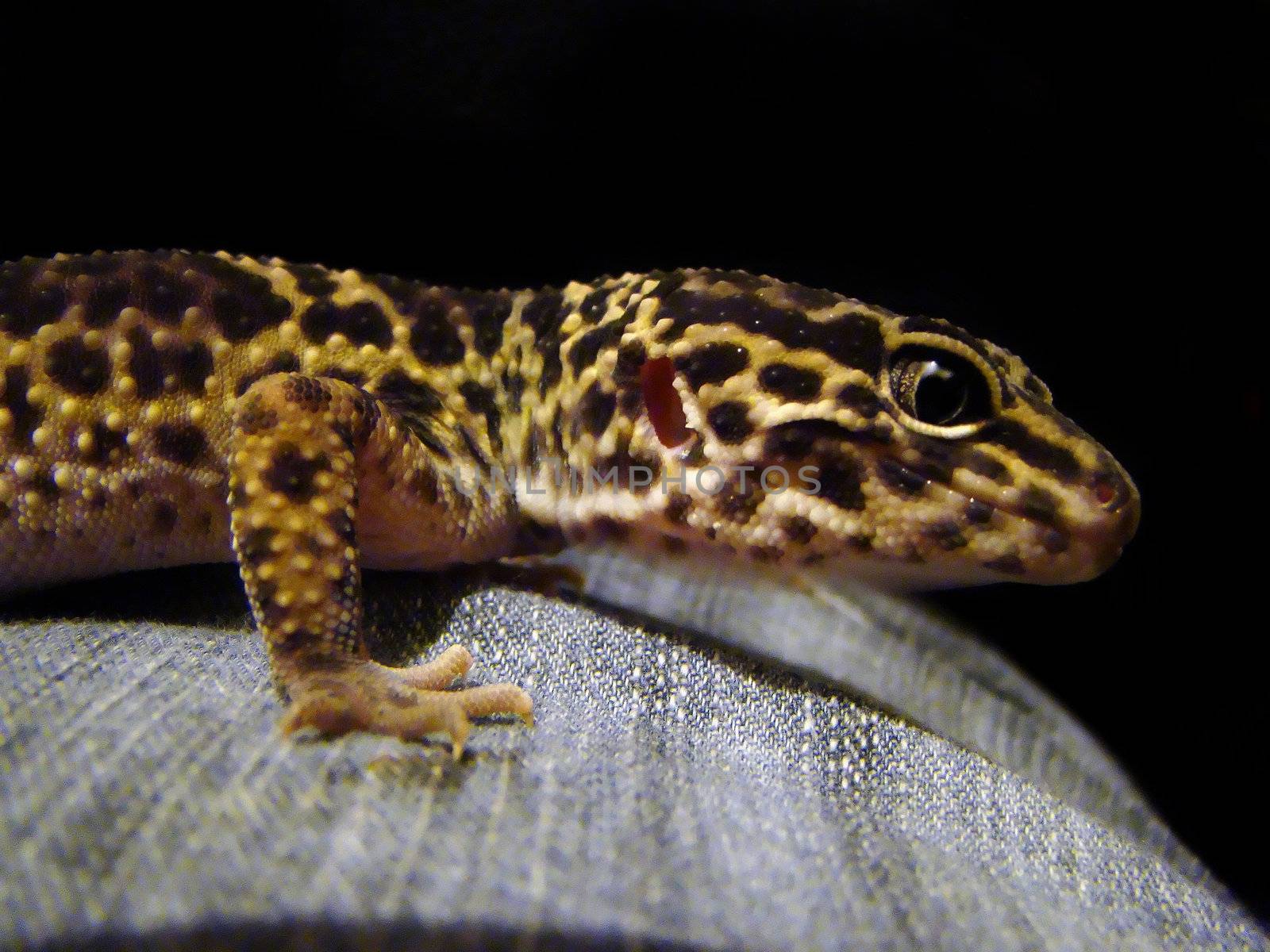 a healthy adult male leopard gecko