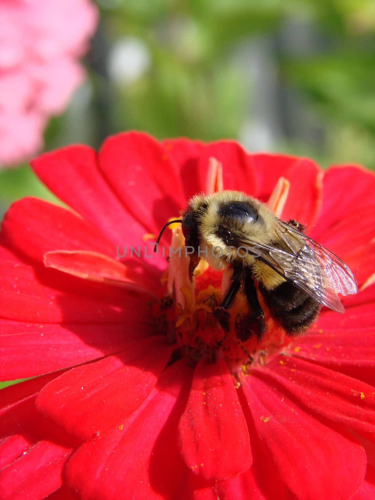 bee on red zinnia close shot blurred background