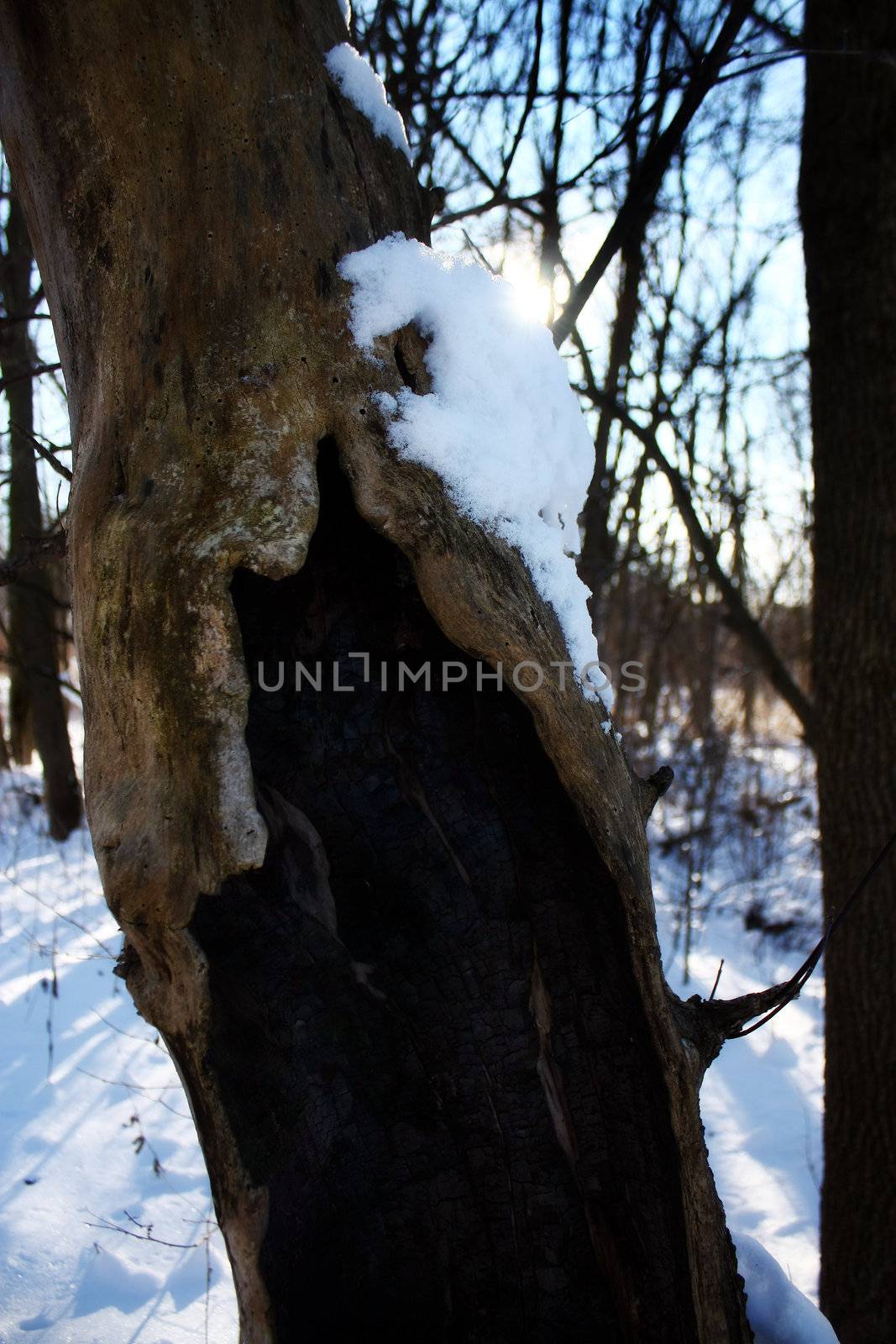 an old, dead, hollow tree in the winter