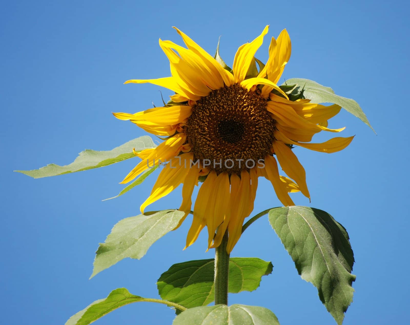 A yellow sunflower against a bright blue sky.