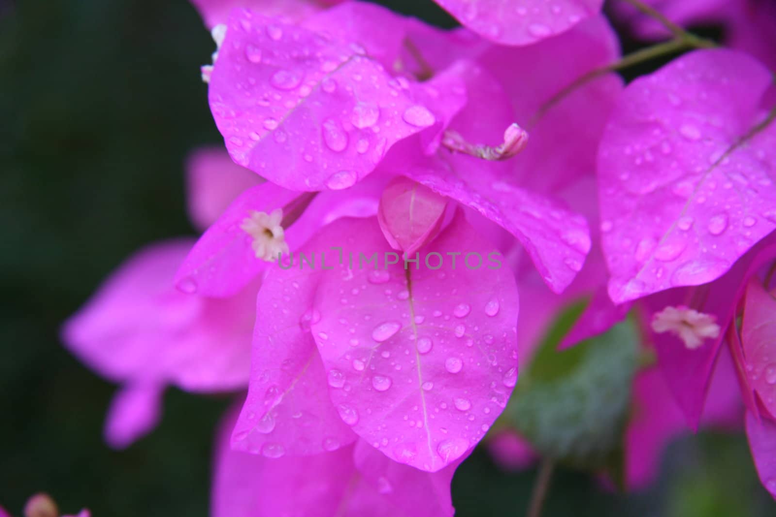 Pink flower with rain drops