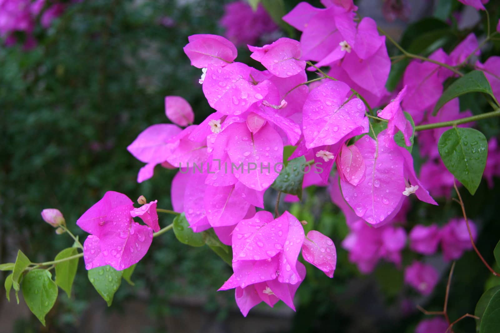 Pink flower with rain drops