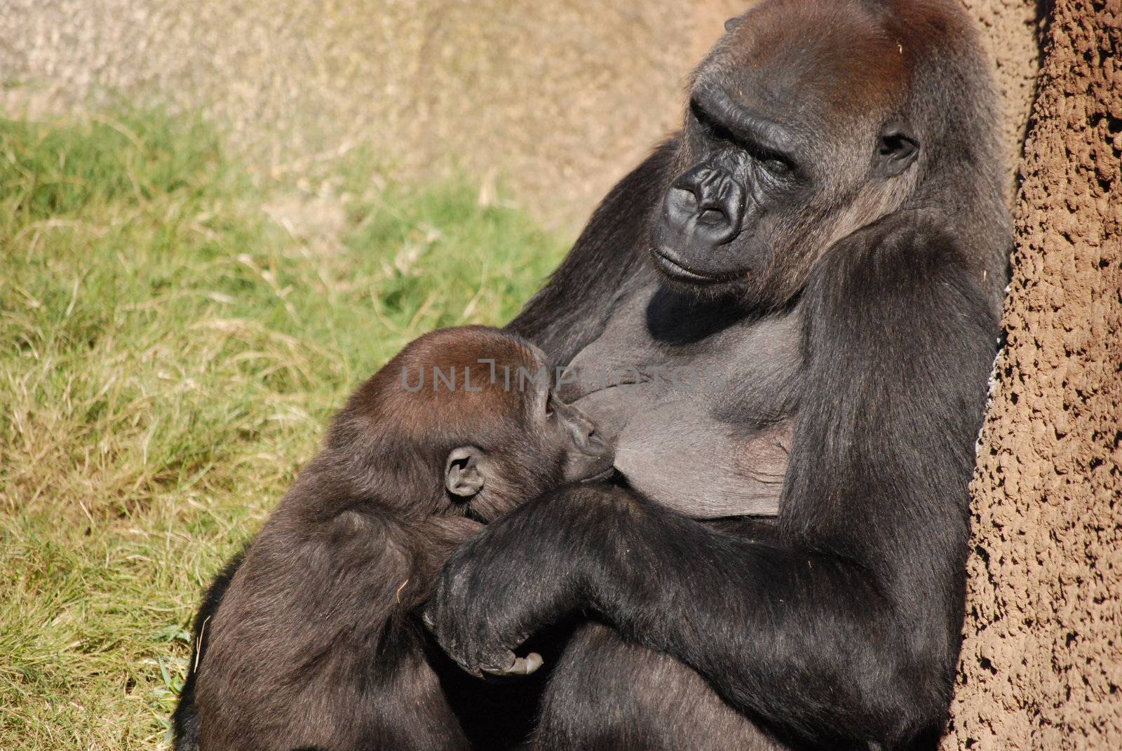 A mother Western Lowland Gorilla nursing her young.  Taken at the Los Angeles Zoo.