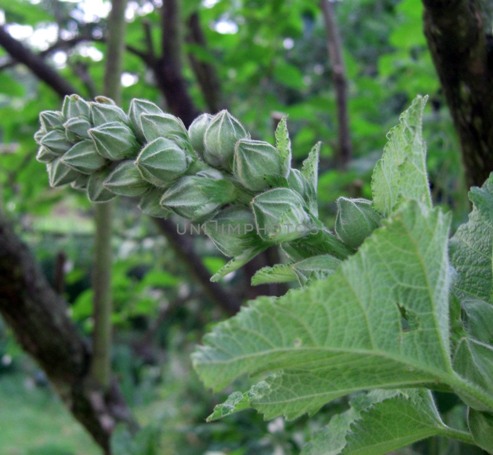 bud of a hollyhock plant by Gabriele