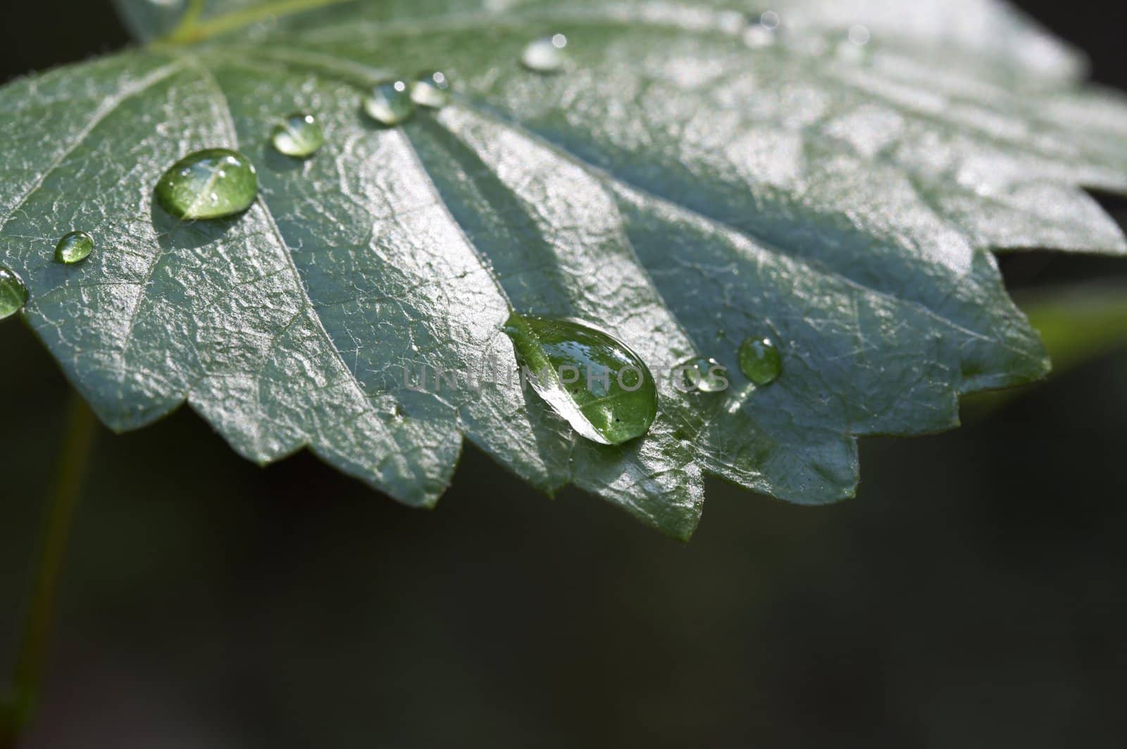 a macro of water on green leaf