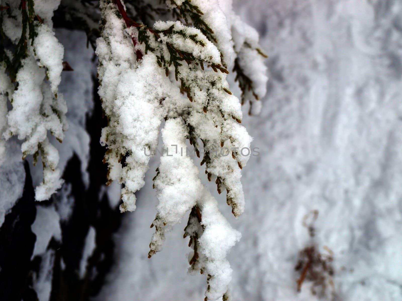 snow on the tree