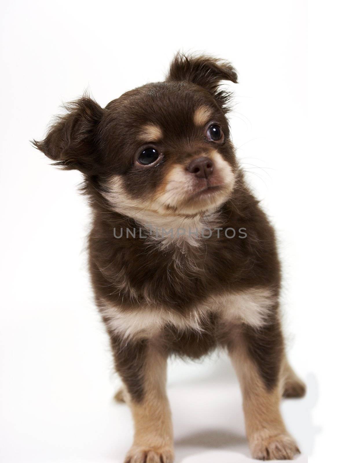 chihuahua puppy looking at camera on white background