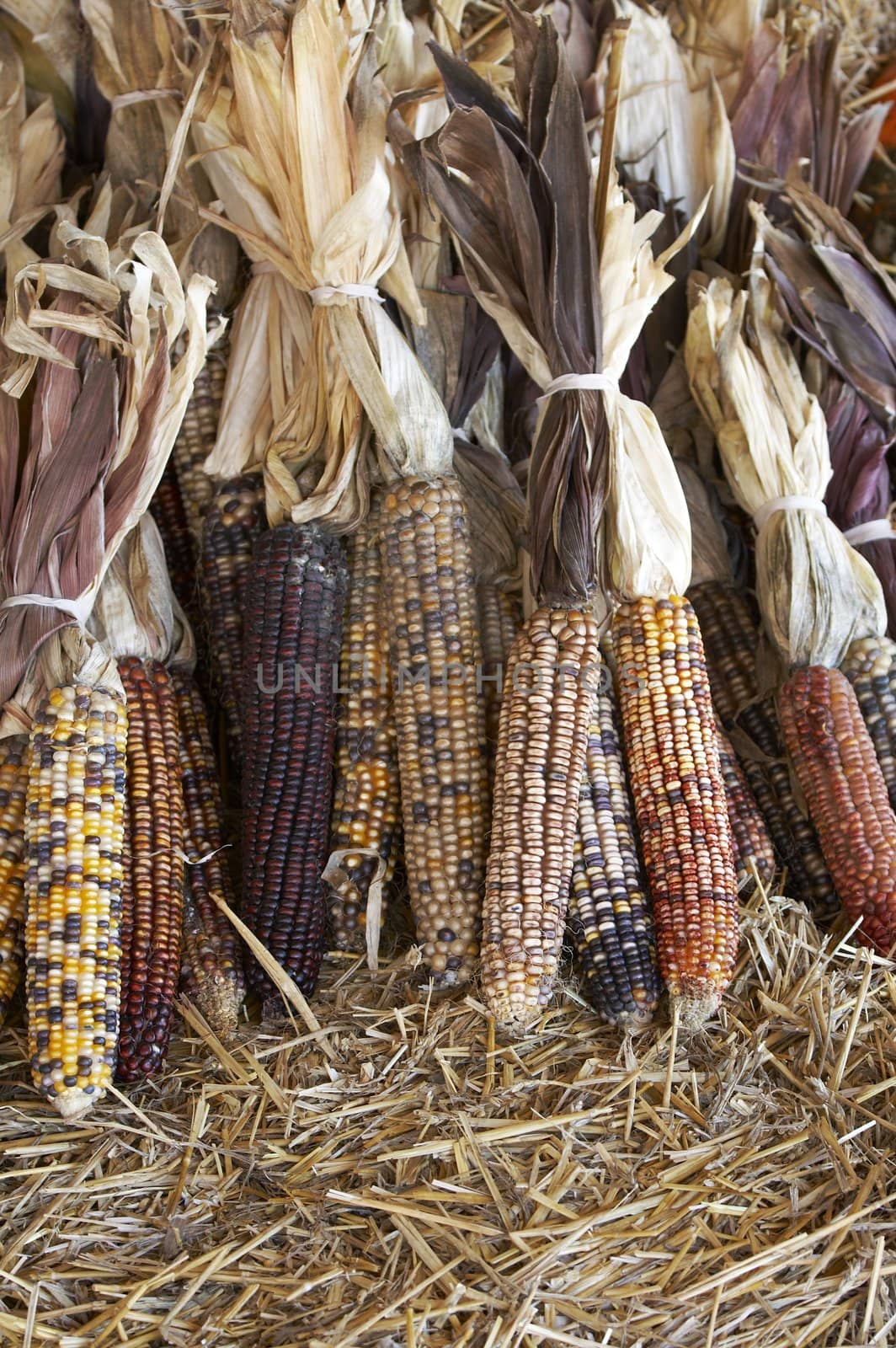 autumn corn in a row on straw bed