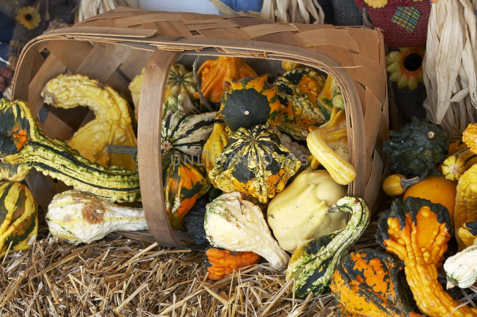a bunch of small pumpkins on straw bed