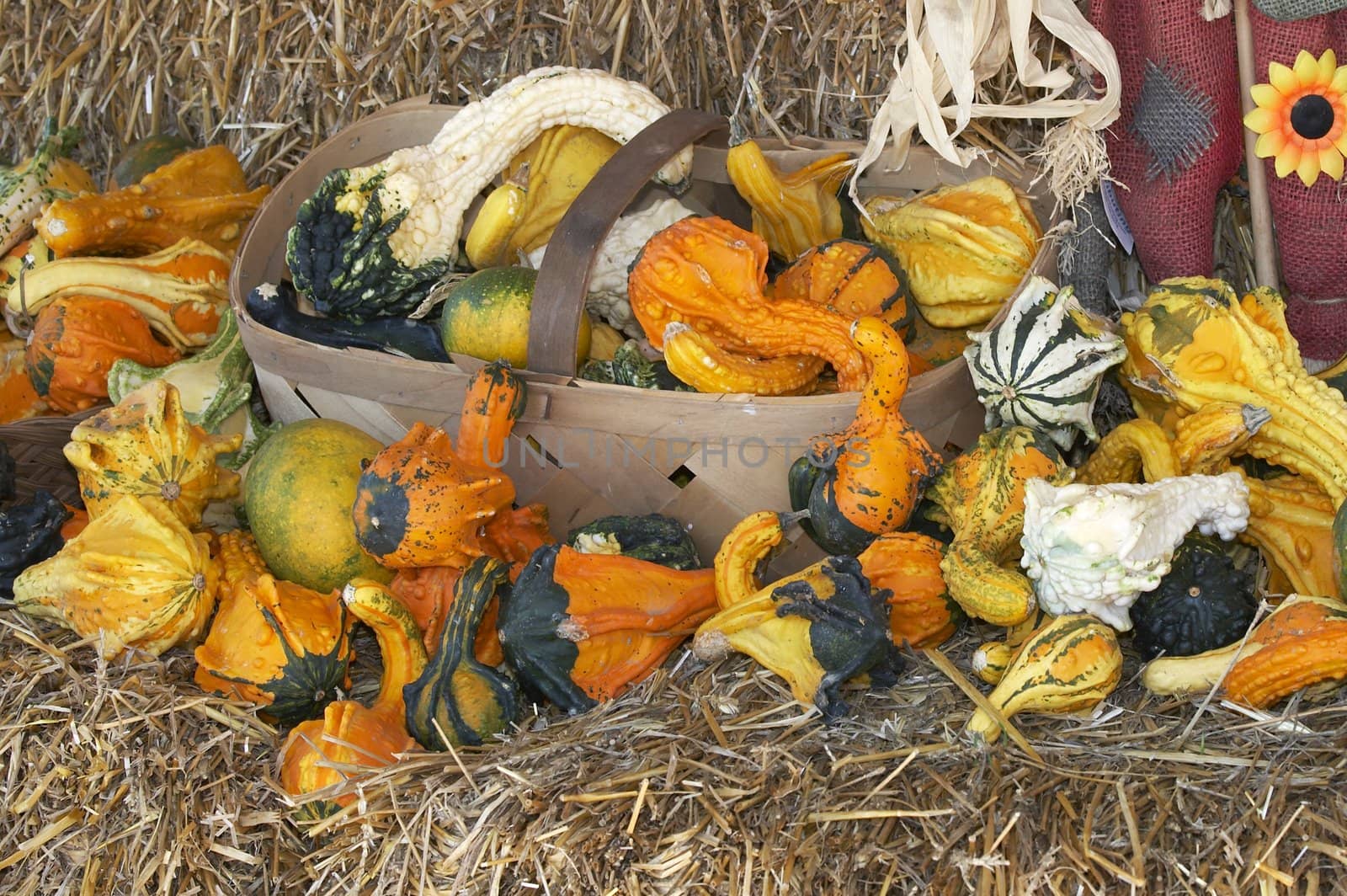 a bunch of small pumpkins on straw bed