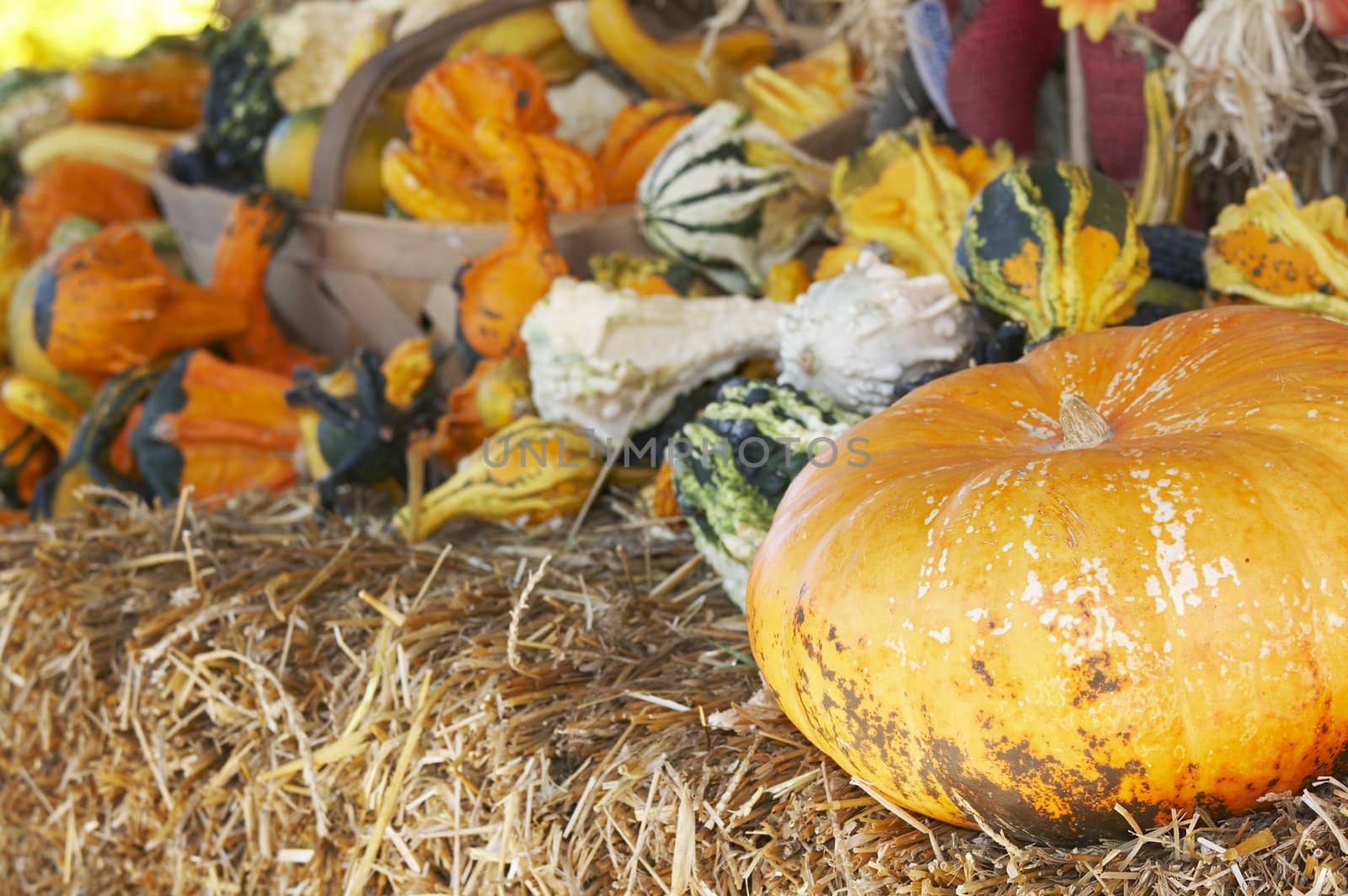 a big pumpkin and a bunch of small pumpkins on straw bed