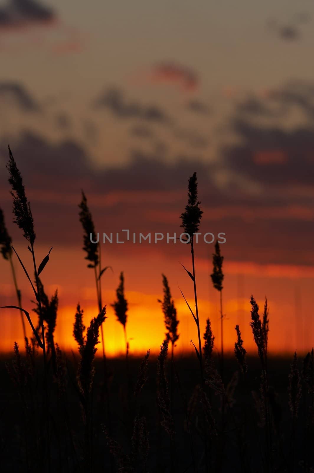 red, yellow, and orange bright colorful sky