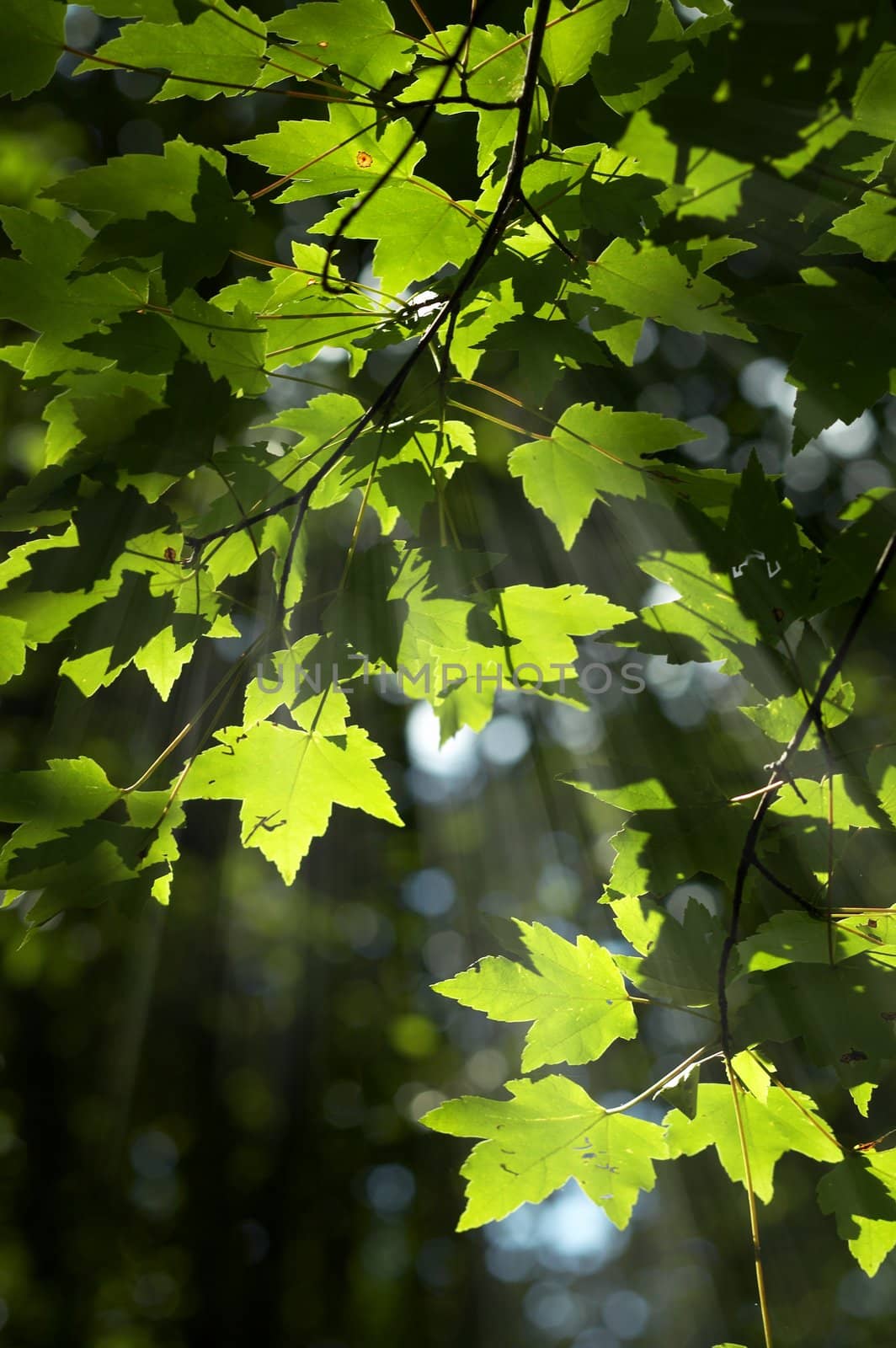 light falling on leaves