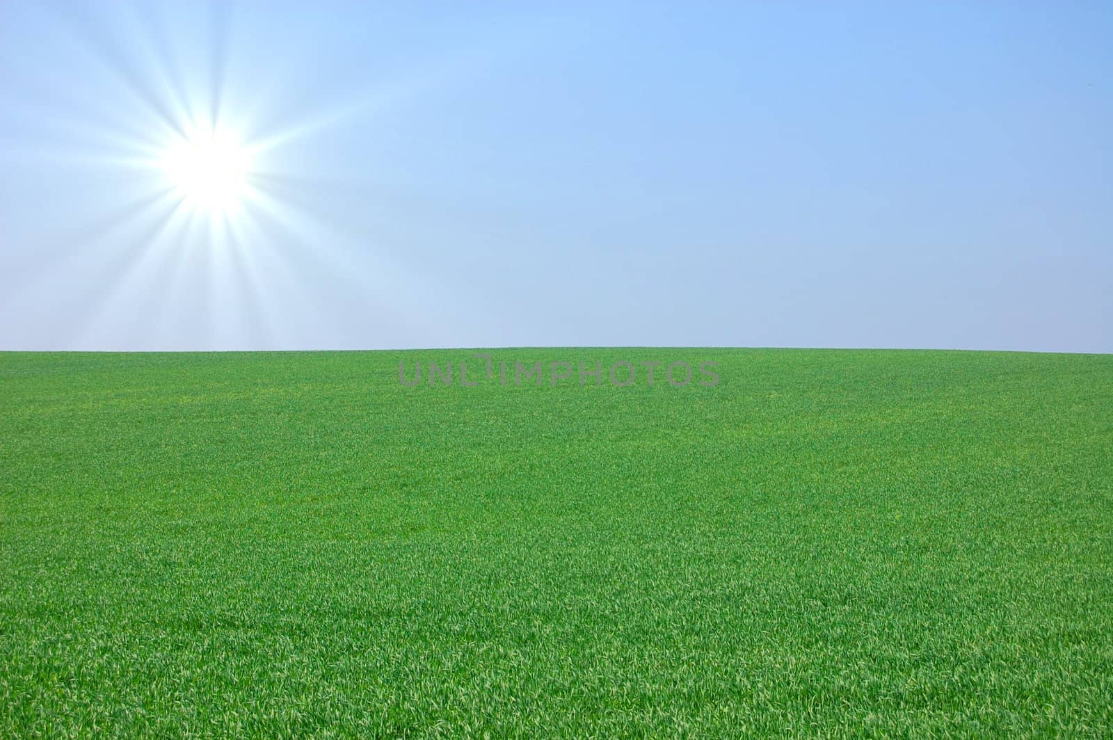 green summer landscape with grass and blue sky