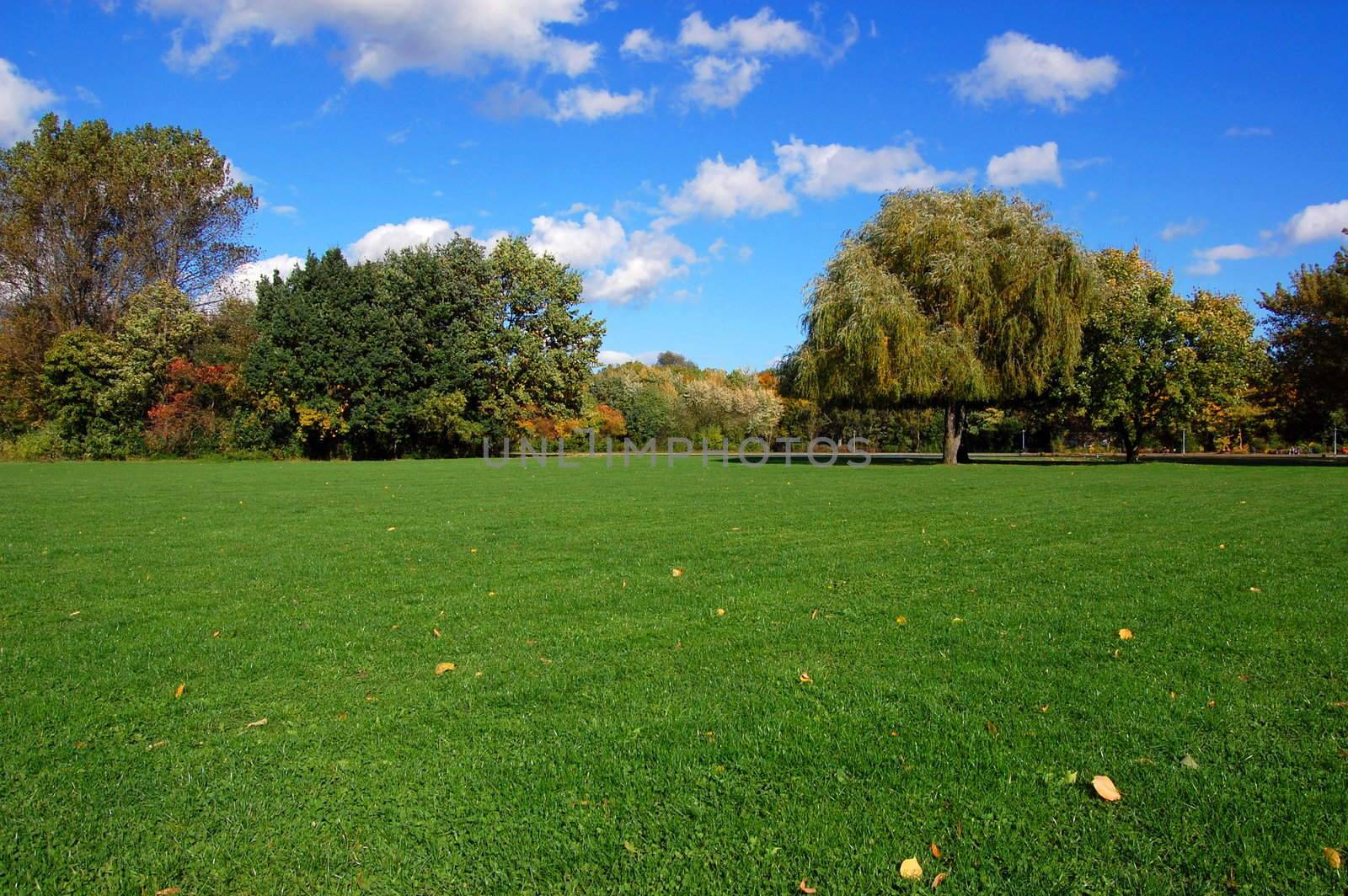 green trees of a park at summer or autumn under blue sky