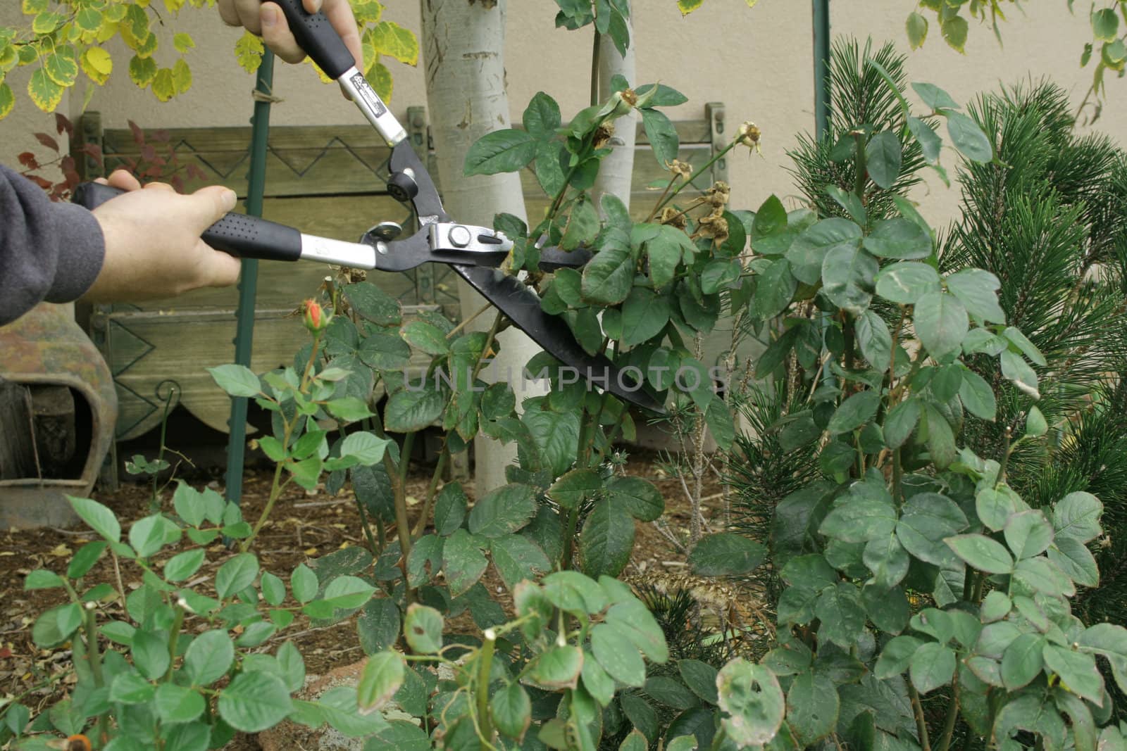 Shears trimming plants