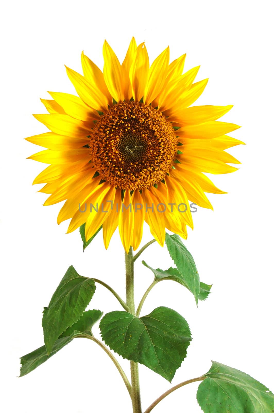 Sunflower by gunnar3000