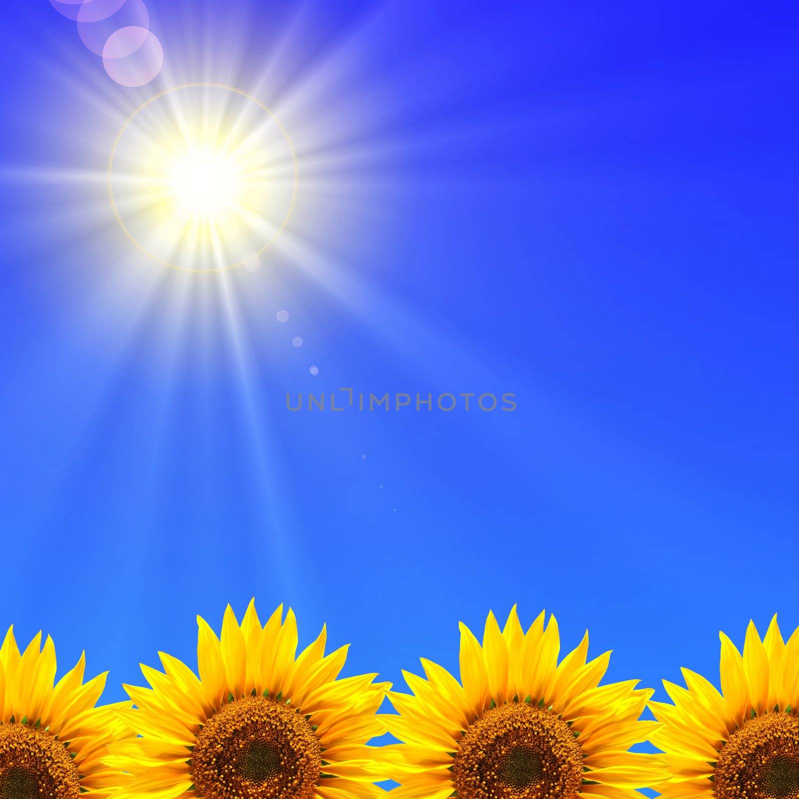 summer holidays or vacation concept with blue sky and sunflowers