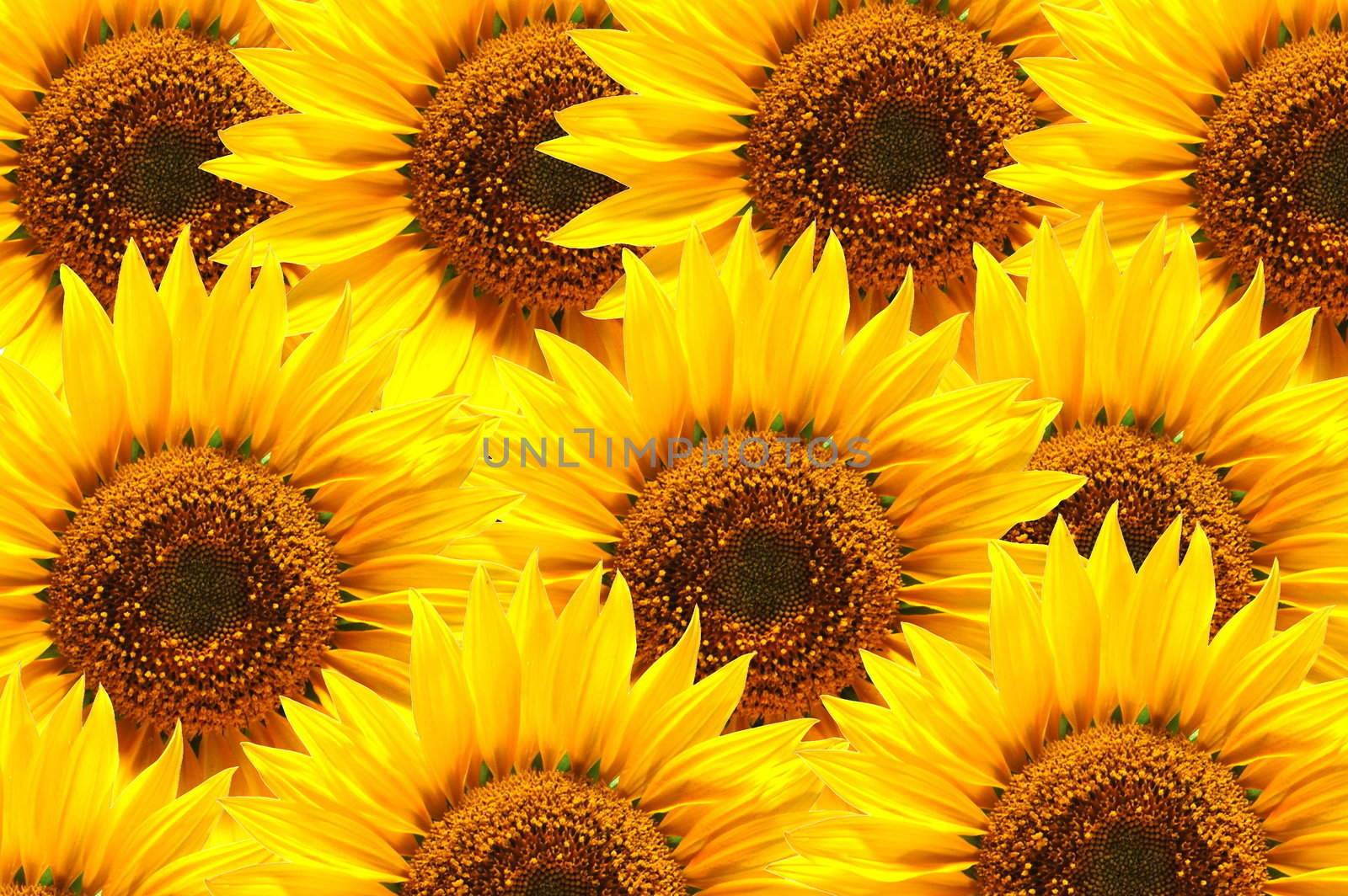 background of sunflowers in summer with copyspace for text