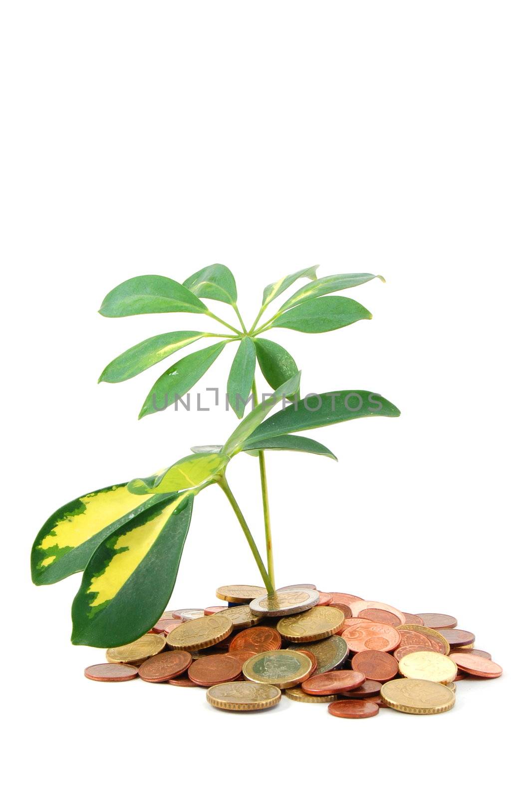 island with money coins and leaves showing tax shelter concept