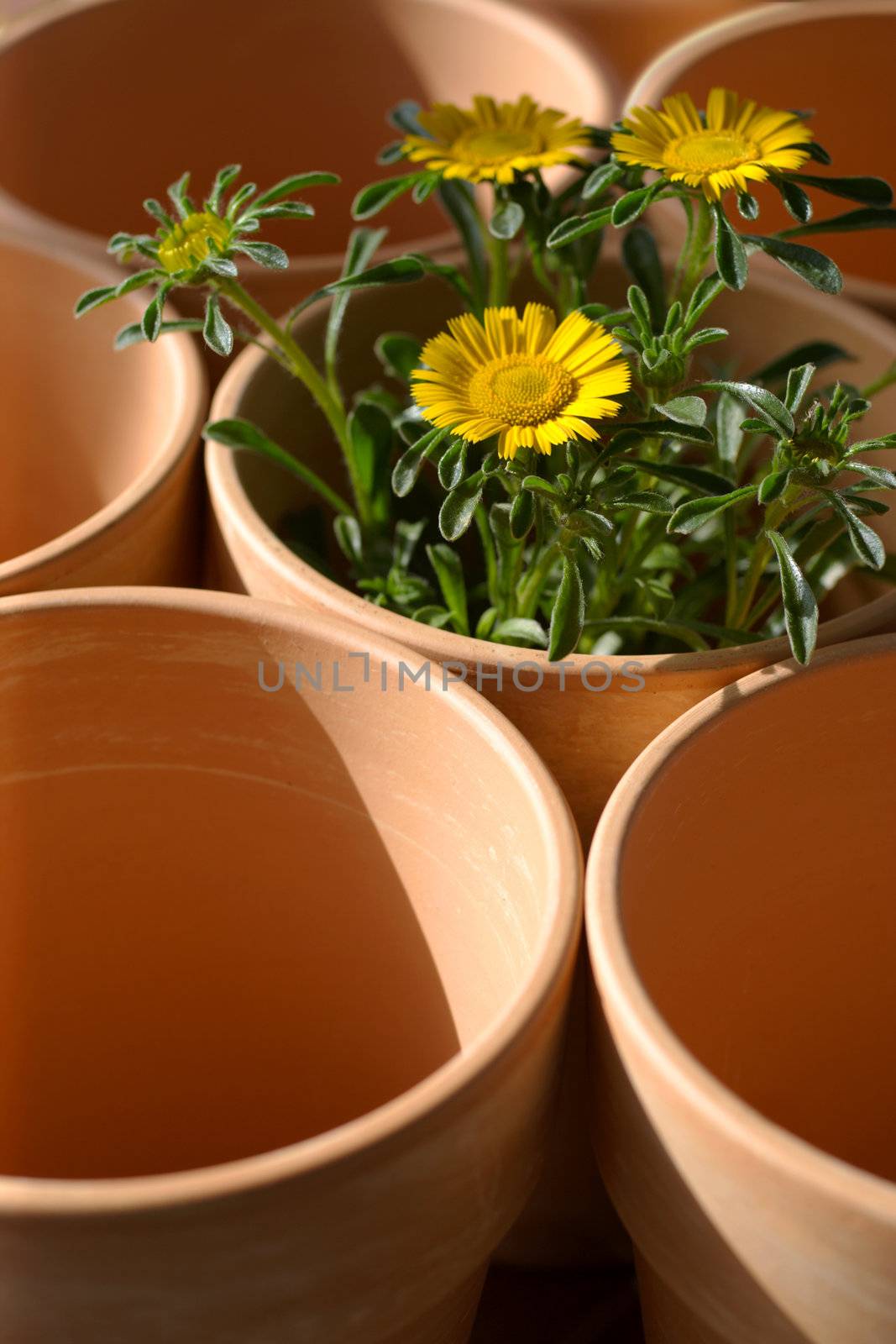Clay plant pots at the start of spring waiting to be filled with soil and flowers.
