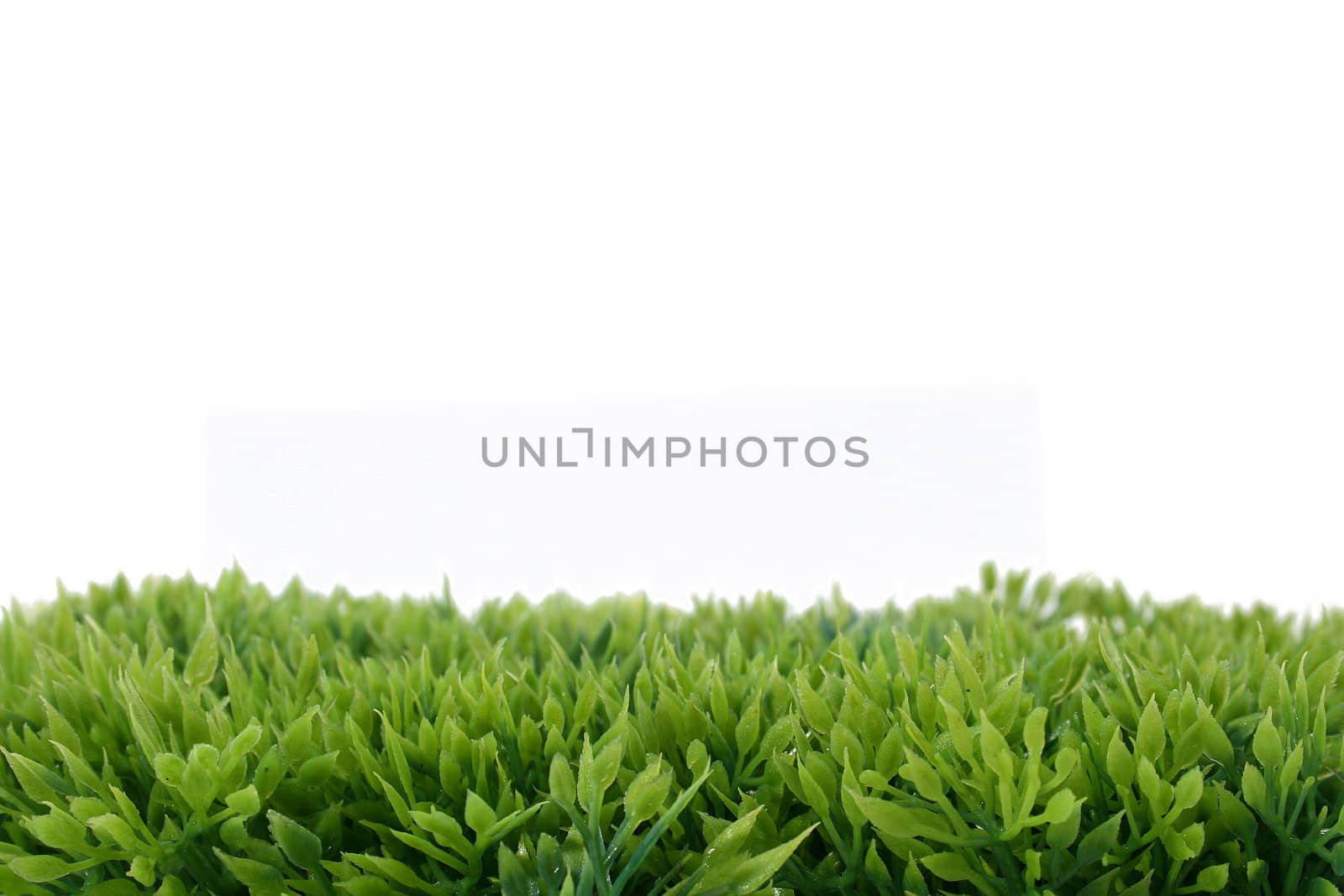 green grass by Brightdawn
