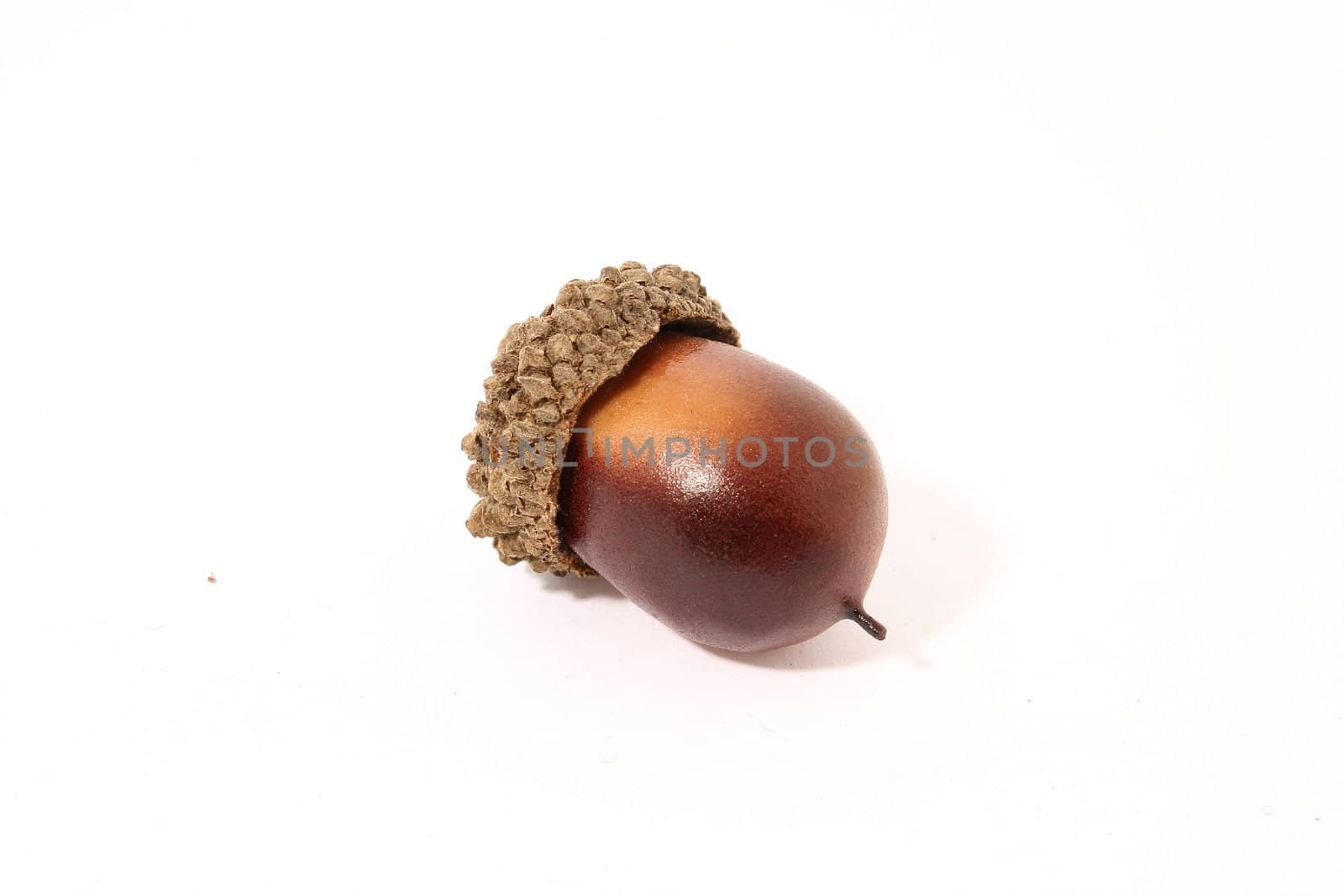 an acorn on white background