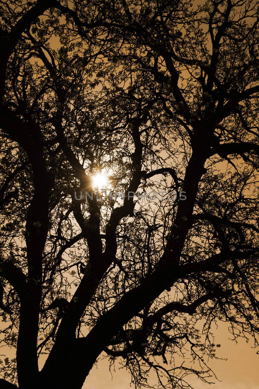 tree silhouette at sunset by Brightdawn