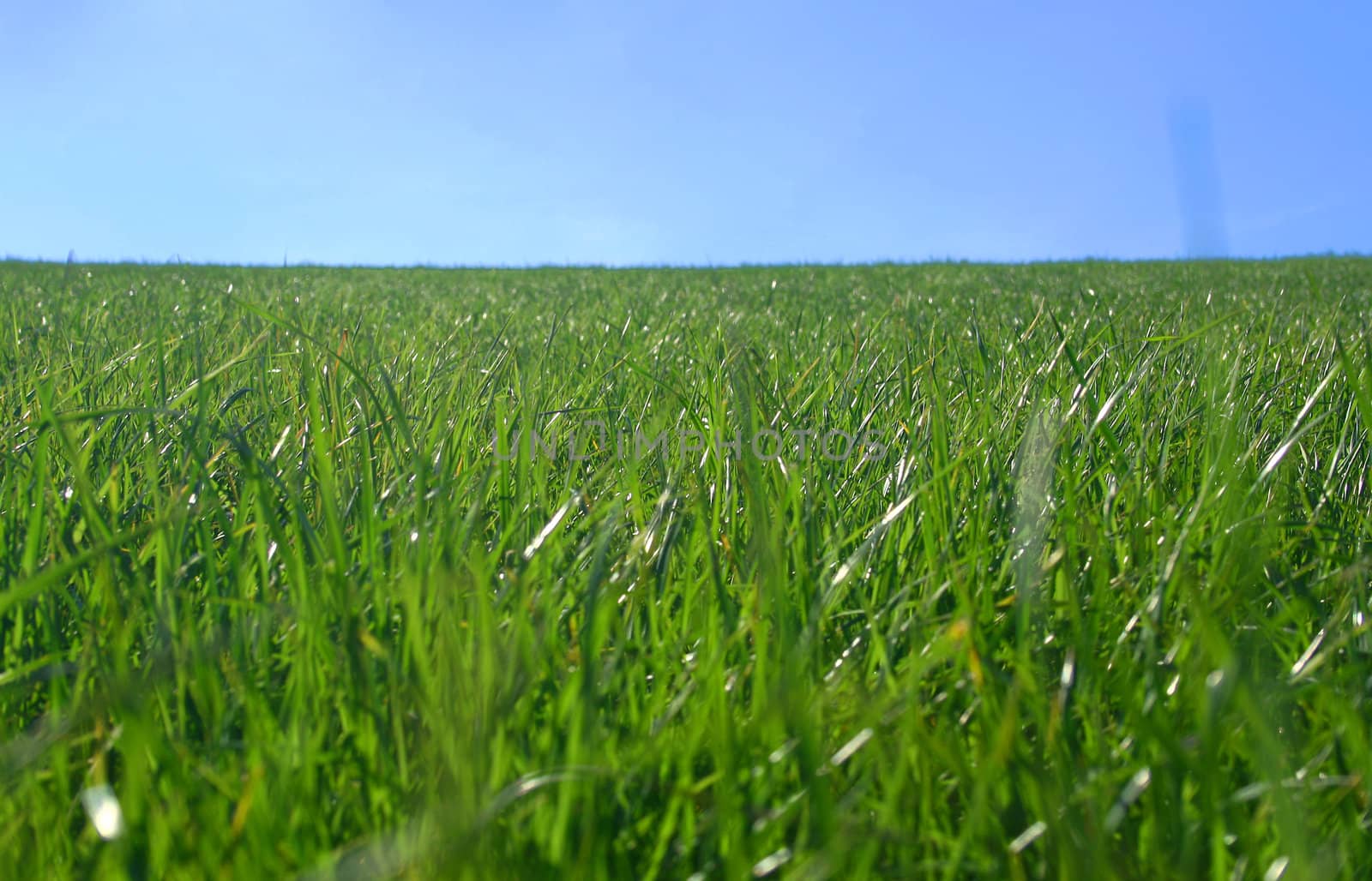 grass and sky on a spring day