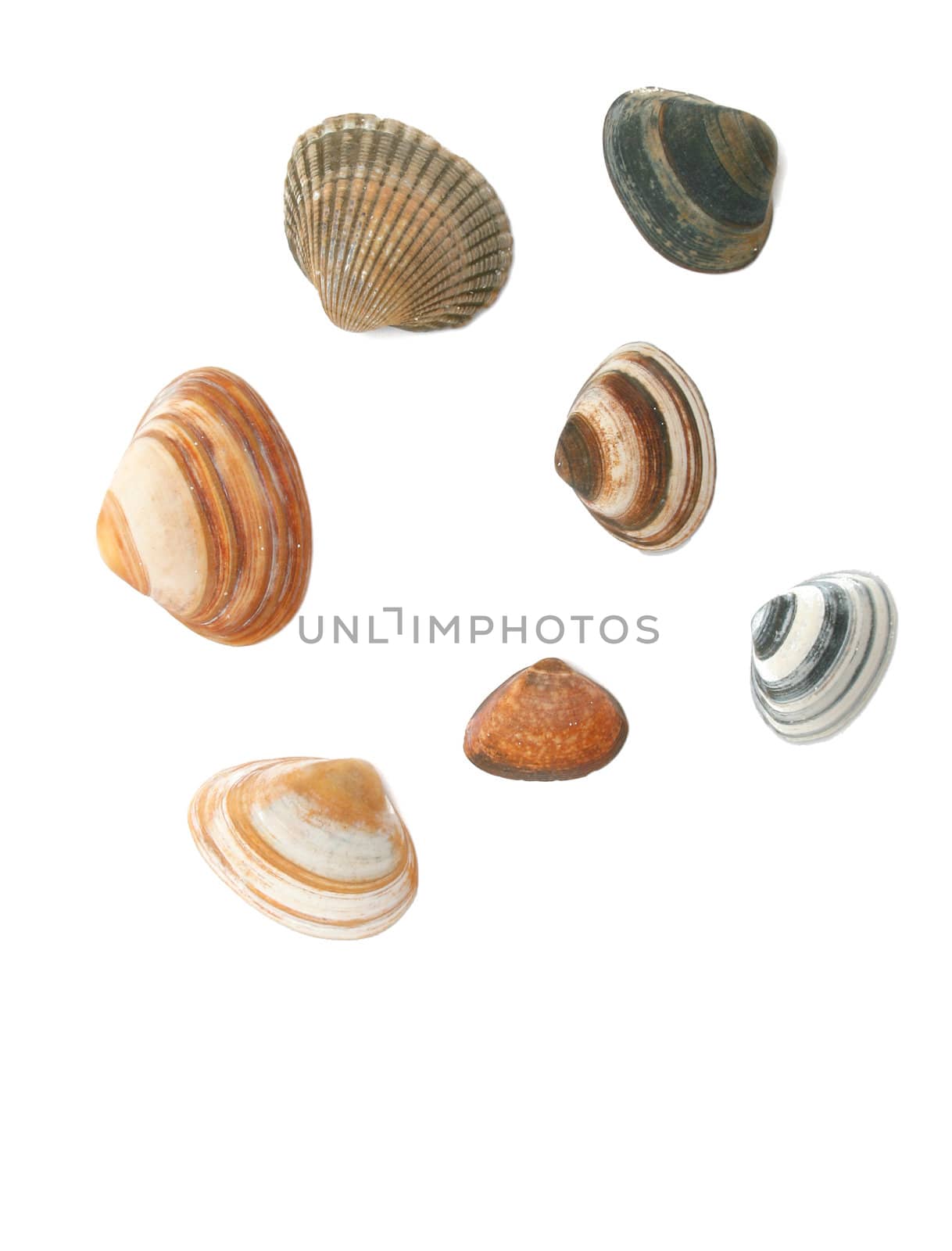 sea shells by Brightdawn