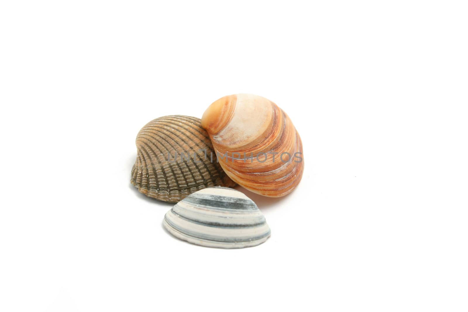 sea shells by Brightdawn