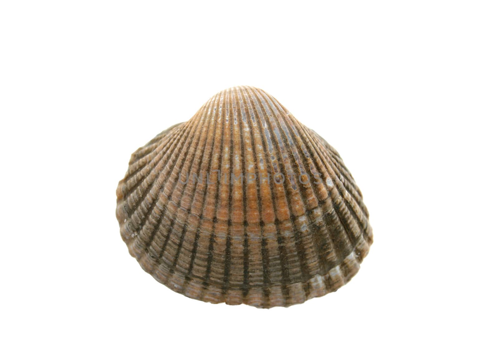 sea shell by Brightdawn